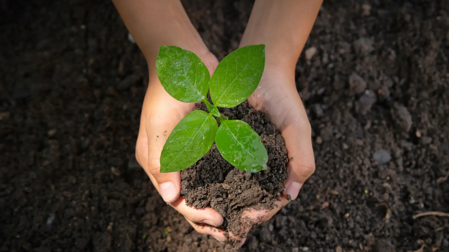 Hands holding a plant prior to planting in ground as a representation of transforming your life.