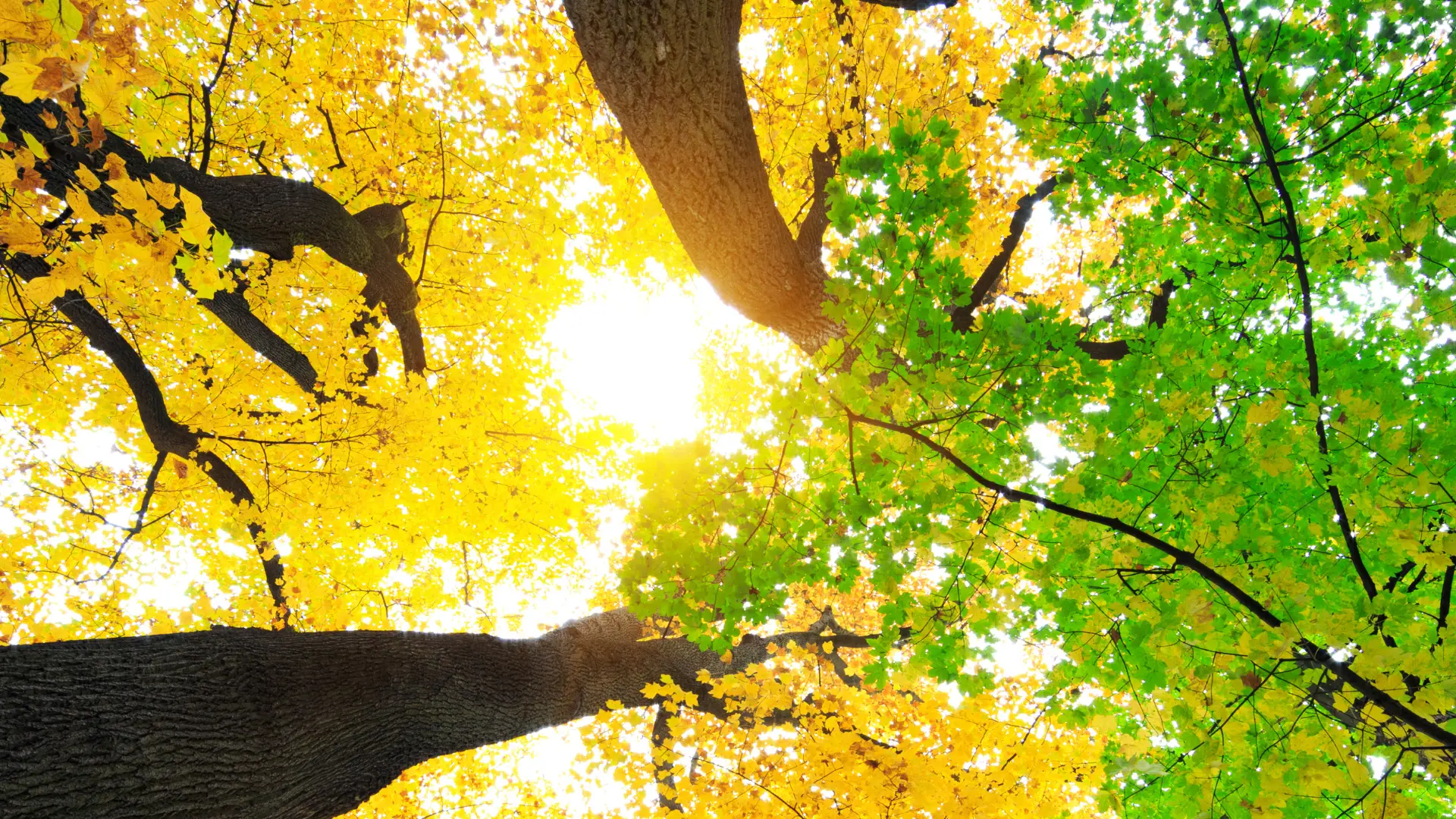 Trees turning from golden yellow to green just like transforming your life.